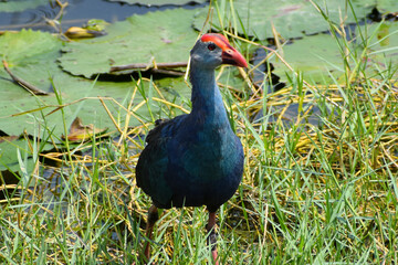 pheasant in the grass
