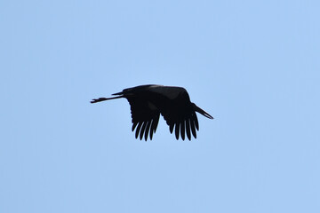 white stork in flight