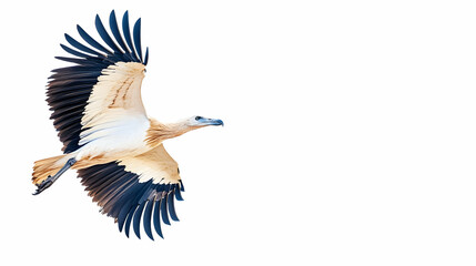 Fototapeta premium Vulture in flight against white background. Possible use Educational materials