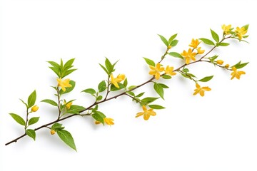An isolated branch with yellow flowers on a clear background