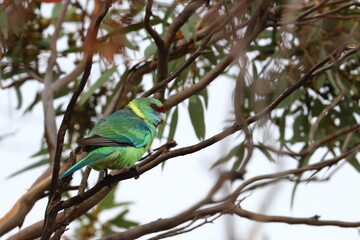 mallee ringneck