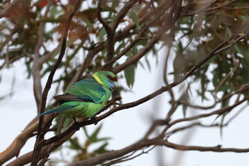 mallee ringneck