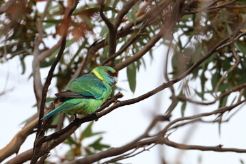 mallee ringneck