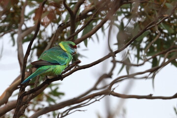 mallee ringneck
