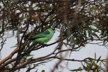 mallee ringneck