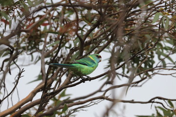 mallee ringneck