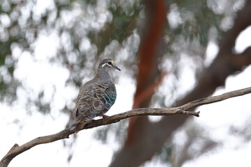 bronzewing