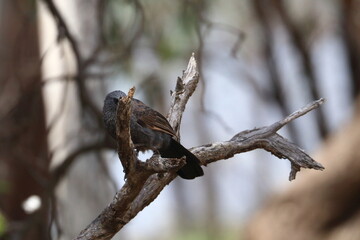 apostlebird