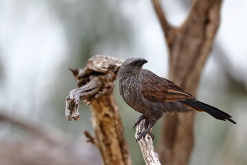 apostlebird