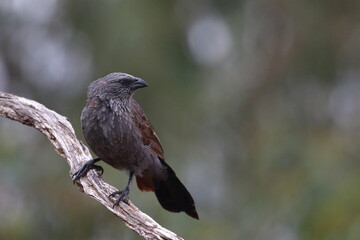 apostlebird