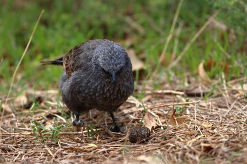 apostlebird