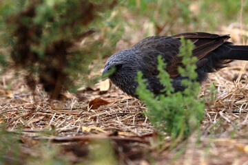 apostlebird