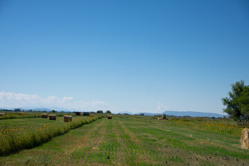 Hay Bales in a Field