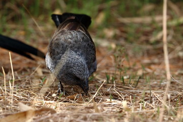 apostlebird