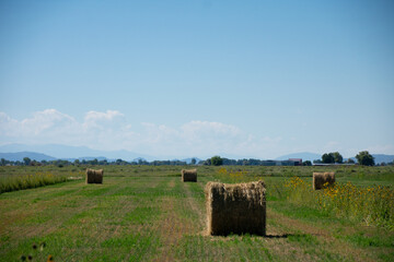 Hay Bales in a Field
