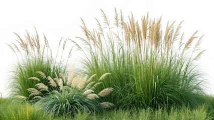 Fototapeta premium Ornamental Grass Composition Lush Green and Beige Pampas Grass, White Background, Nature Scene, Botanical Photography Ornamental grass, pampas grass, botanical photography