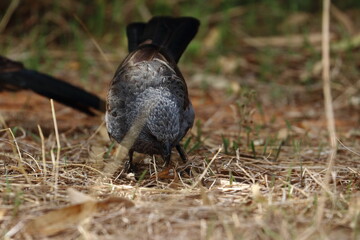 apostlebird