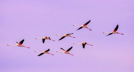 Flamingo Flock in Flight