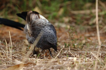 apostlebird