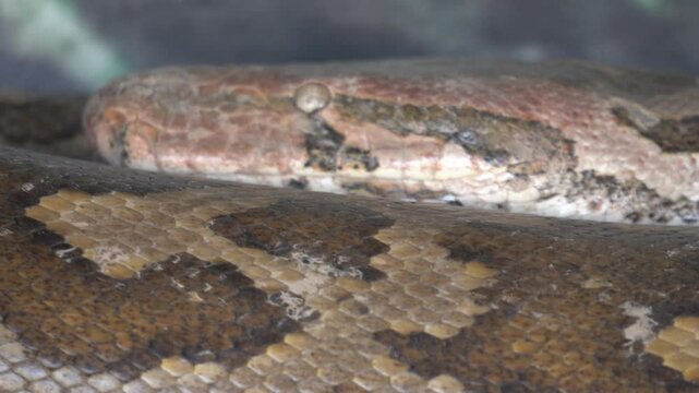 close up of a python snake