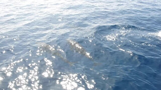 Dolphins jumping out of the water. Two dolphins swim near the surface of the sea and jump out of the water.