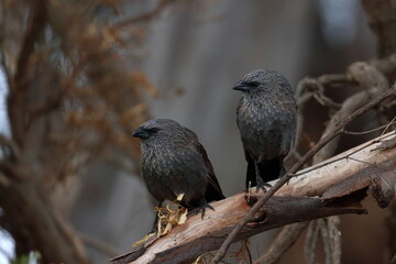 apostlebird