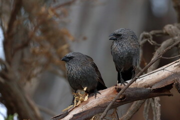 apostlebird