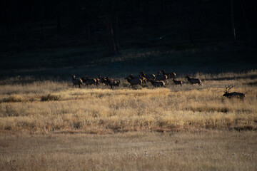 Elk in the Meadow Colorado