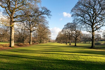 Obraz premium Green meadow surrounded by bare trees in fall on a sunny day in a park