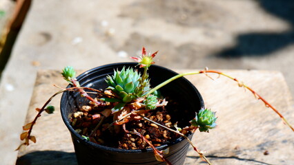 cactus in a pot