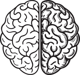Fototapeta premium human brain anatomy