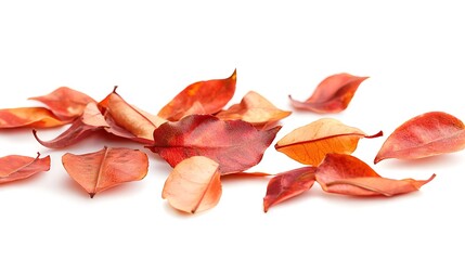Autumnal Red Leaves Scattered on White Background