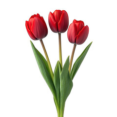 Fototapeta premium Three red tulips isolated