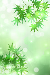 新緑　もみじ　葉　背景