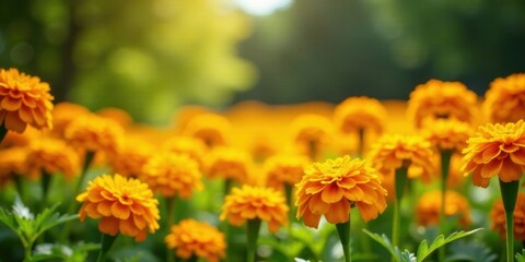 Vibrant Orange Flowers Blooming in a Lush Garden Setting, a Natural Abundance of Sunlight Illuminating Petals