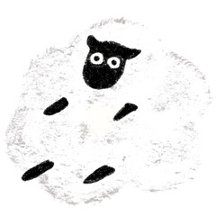 Fototapeta premium White cutie sheep