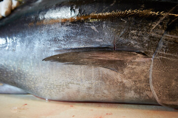 Fresh whole tuna on a cutting board