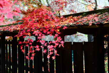新潟市中野邸の大庭園の紅葉