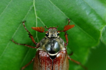 cockchafer