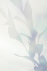 몽환적인 식물 그림자 효과,표지 이미지