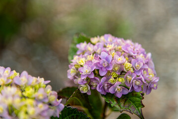 Obraz premium 紫陽花