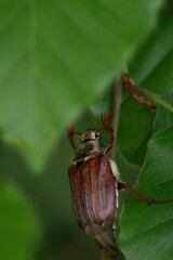 cockchafer