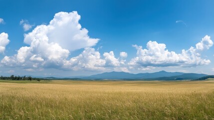 Vast golden field under blue sky and fluffy white clouds
