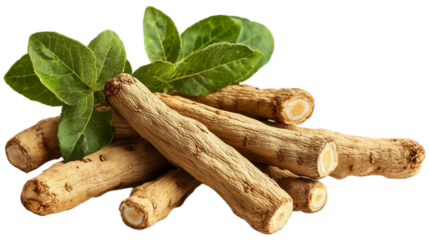 Ashwagandha dry roots for medical herb with fresh vibrant green leaves isolated on white background. Suitable for marketing or business purposes. PNG file