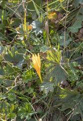late autumn, flowering plants in subalpine meadows and walks in the countryside
