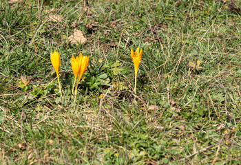 late autumn, flowering plants in subalpine meadows and walks in the countryside