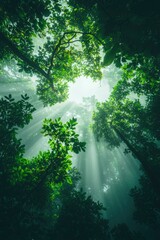 Sunrays pour through a green forest canopy ideal for backgrounds and scenic photos