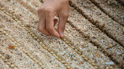 Farmer's hand planting seeds in soil, Hand growing seeds of coffee on sowing soil at garden metaphor gardening, agriculture concept.