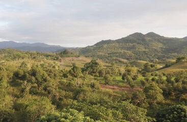 Natural Landscape of Indonesia. Green trees in forest. Day time photo