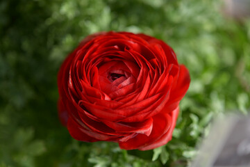 ランキュラス　ハナキンポウゲ